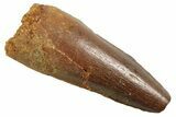 Juvenile Fossil Spinosaurus Tooth - Real Dinosaur Tooth #354822-1
